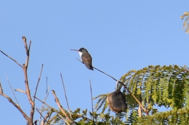 Violet-crowned Hummingbird - ML646865745