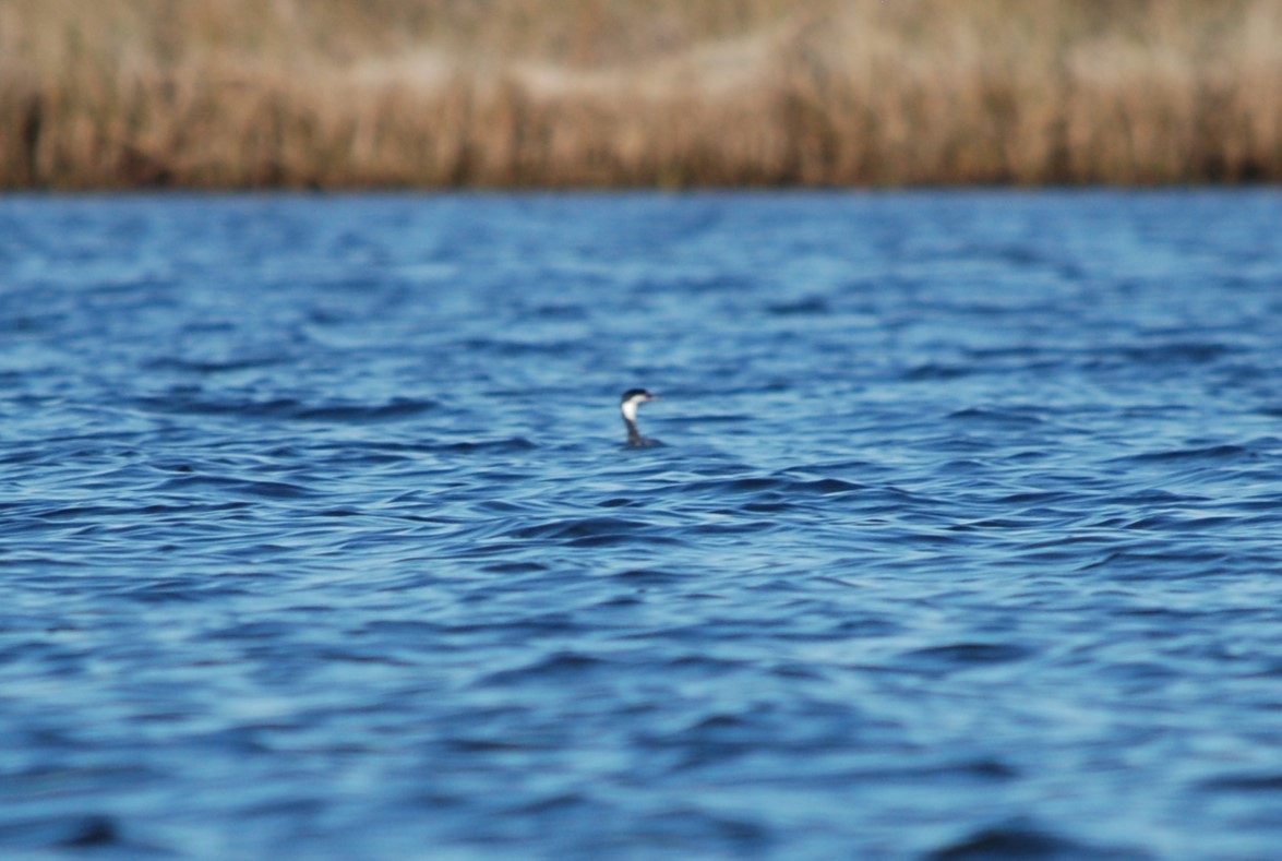 Horned Grebe - ML646865746