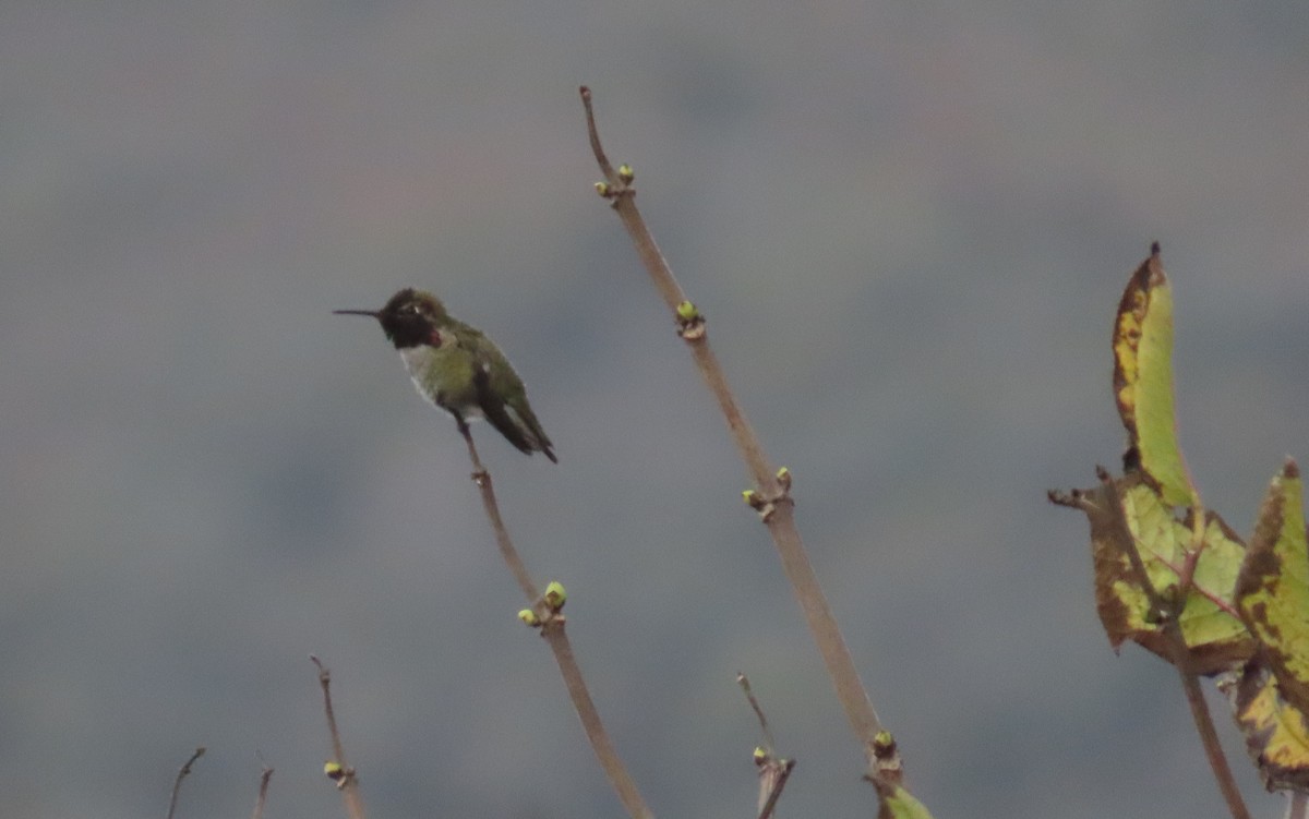 Anna's Hummingbird - ML646865747