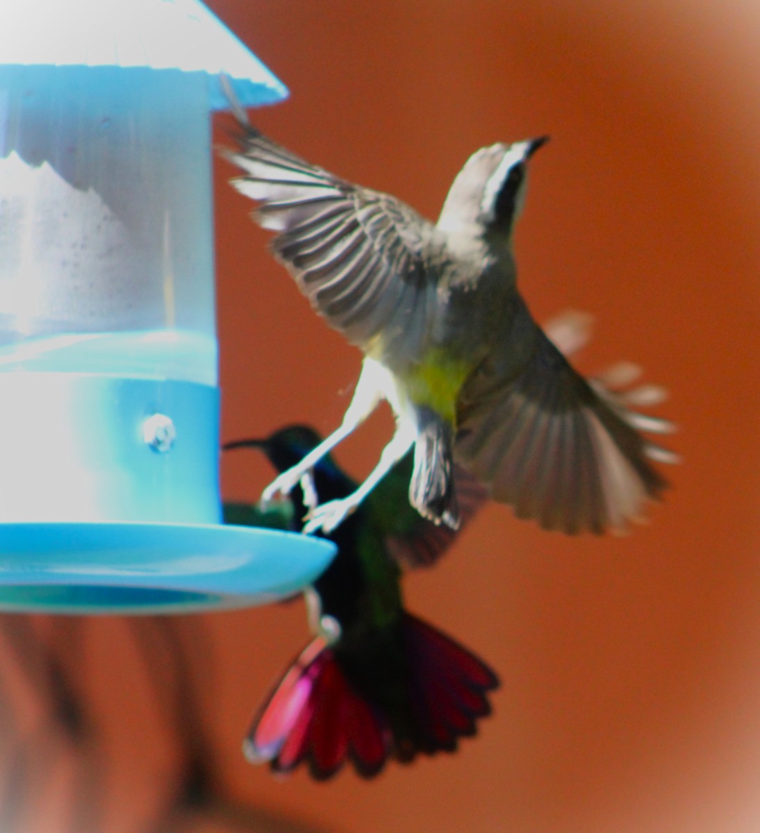 Sucrier à ventre jaune - ML646865749