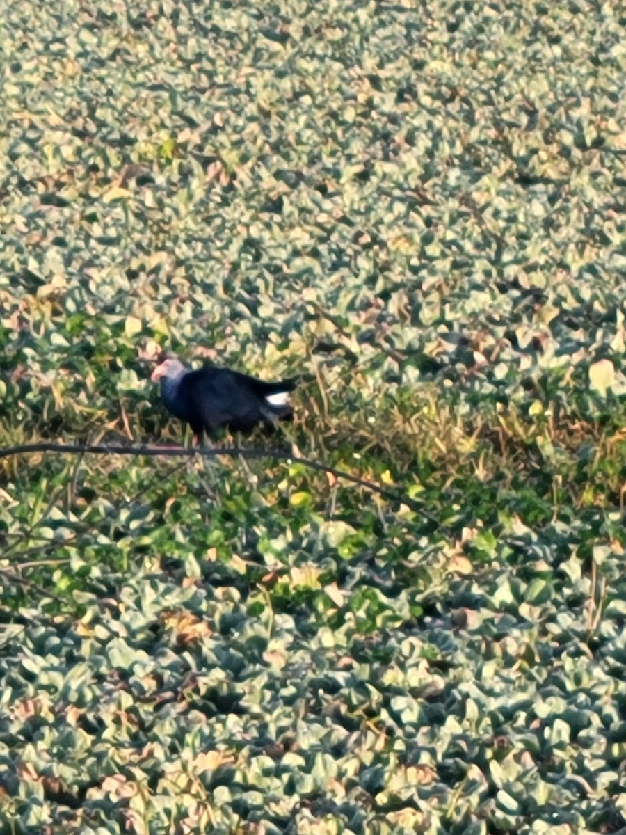 Gray-headed Swamphen - ML646865750