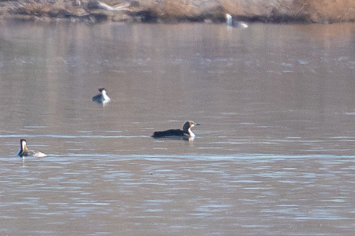 Pacific Loon - ML646865751