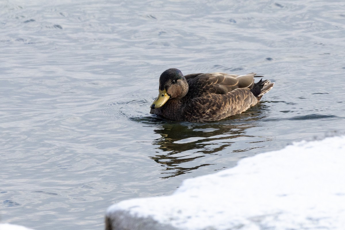 Крижень звичайний х американський - ML646865752