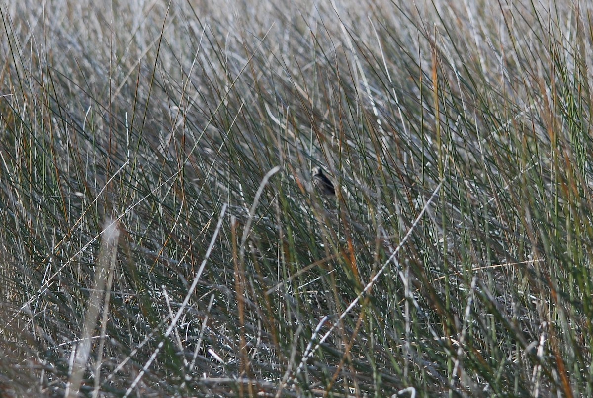 Seaside Sparrow - ML646865753