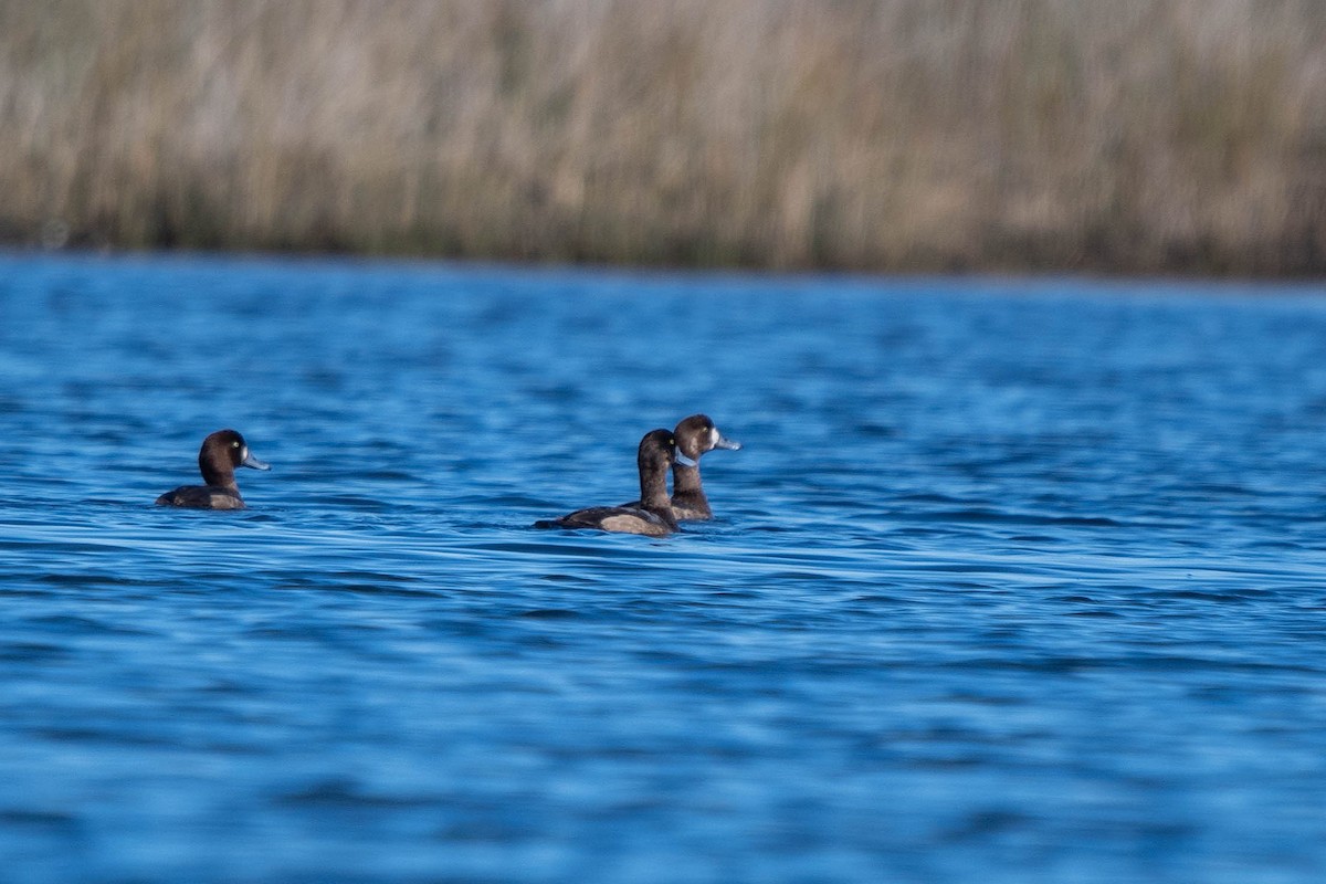 bergand - ML646865755