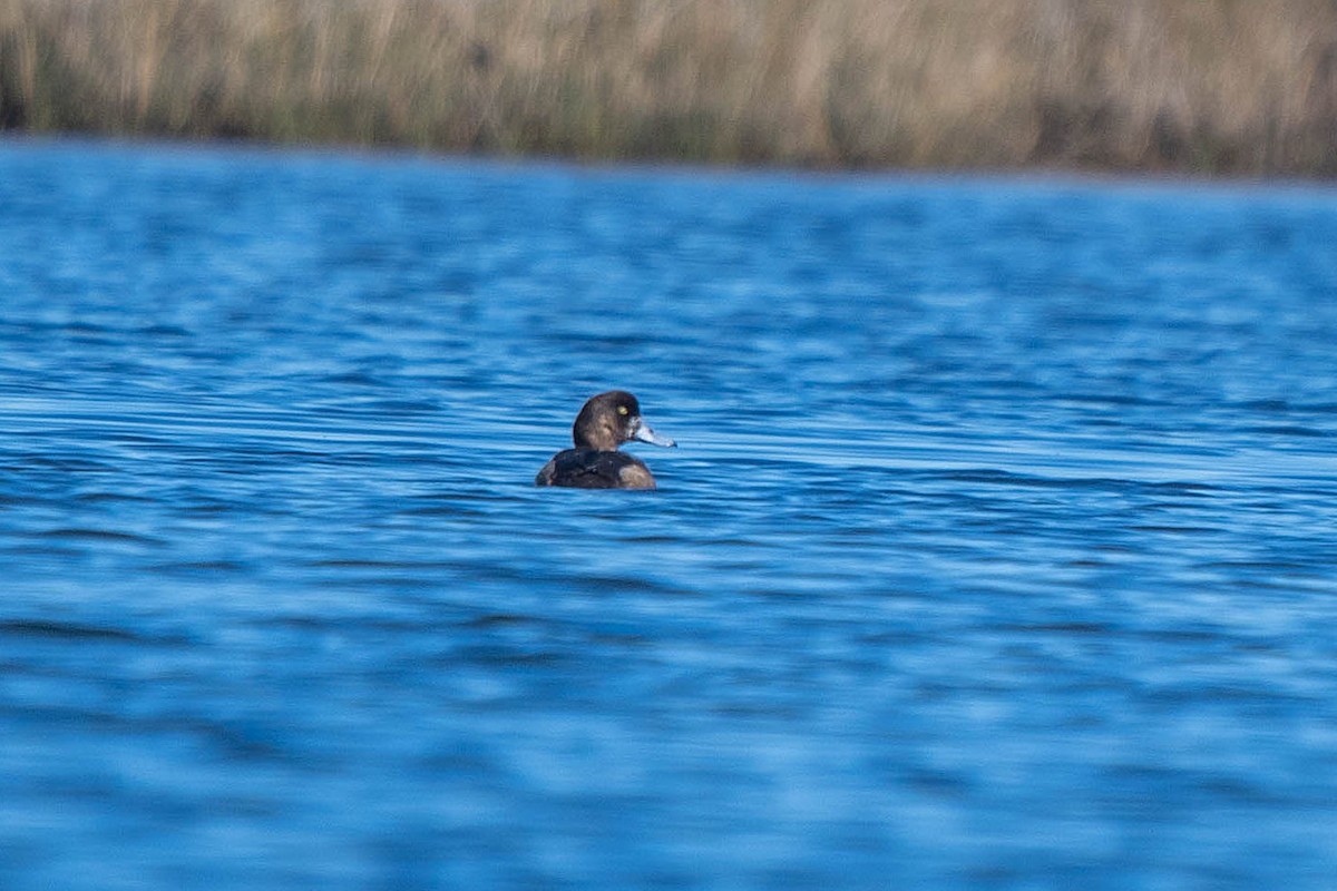 bergand - ML646865756