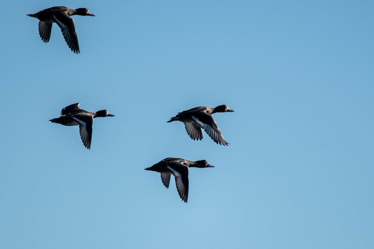 bergand - ML646865757