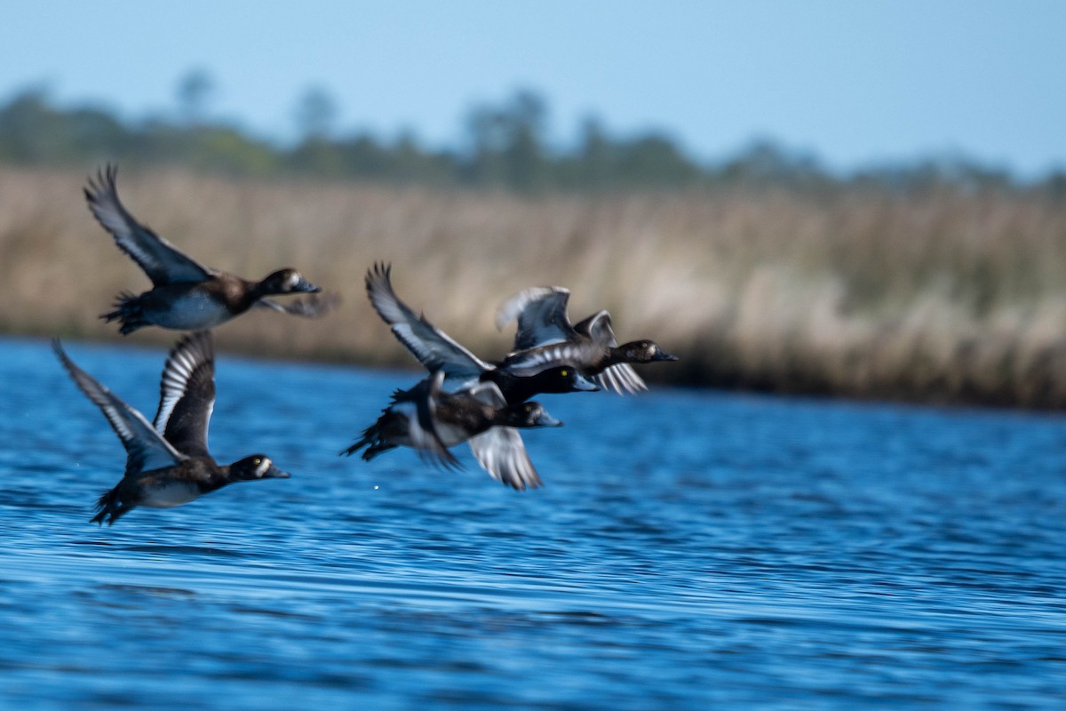 bergand - ML646865758