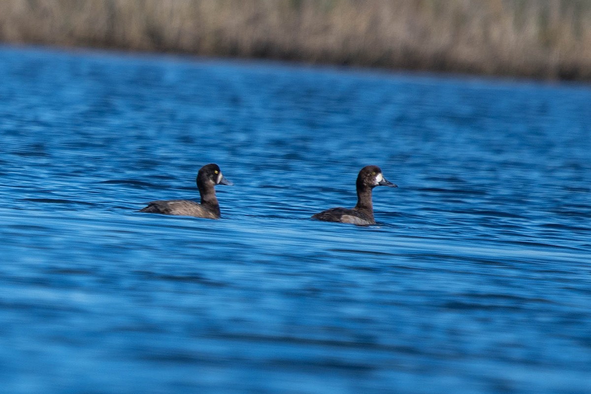 bergand - ML646865759