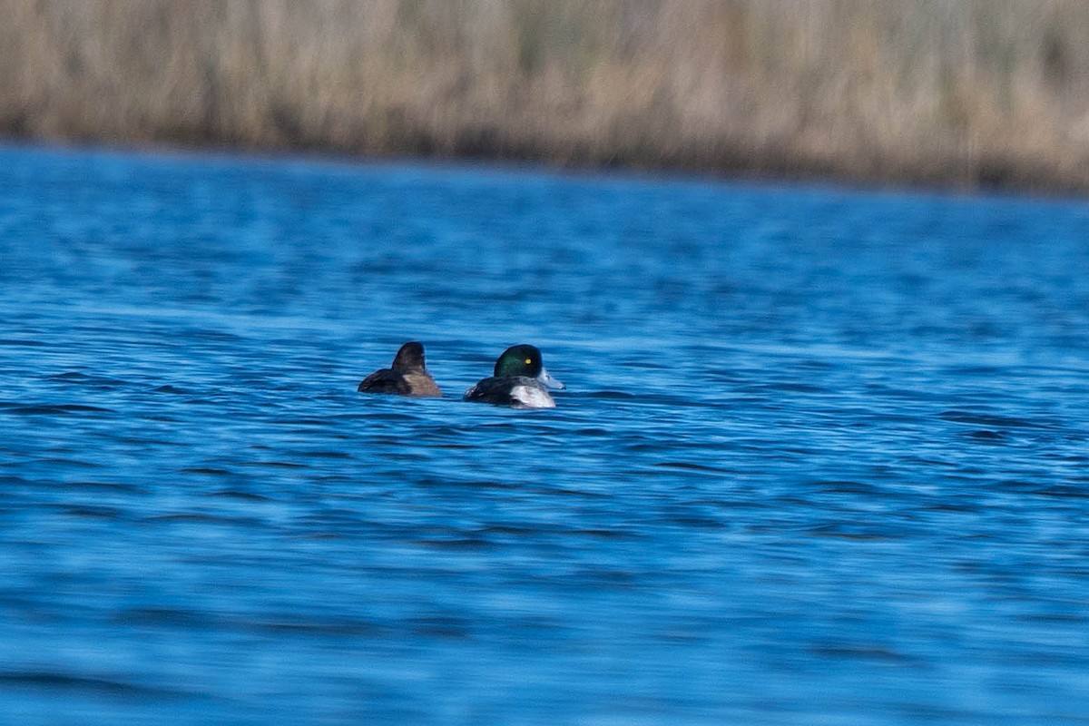 bergand - ML646865760