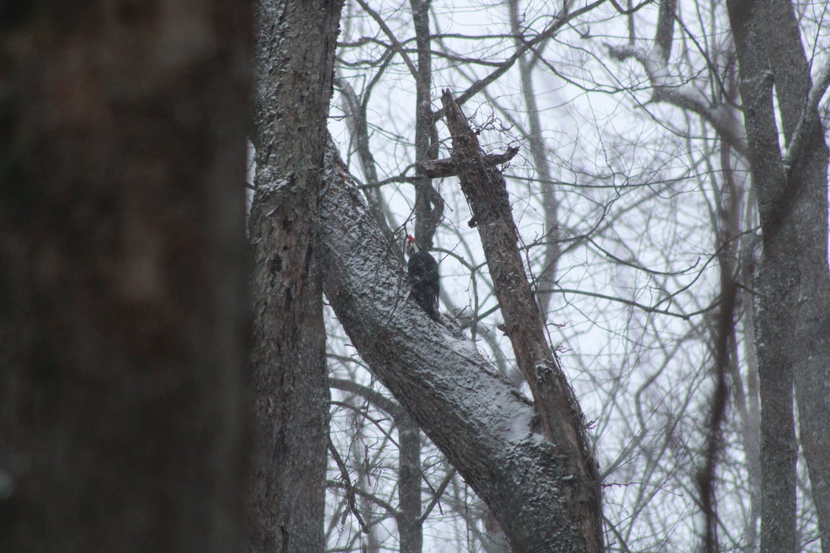 datel chocholatý - ML646865761