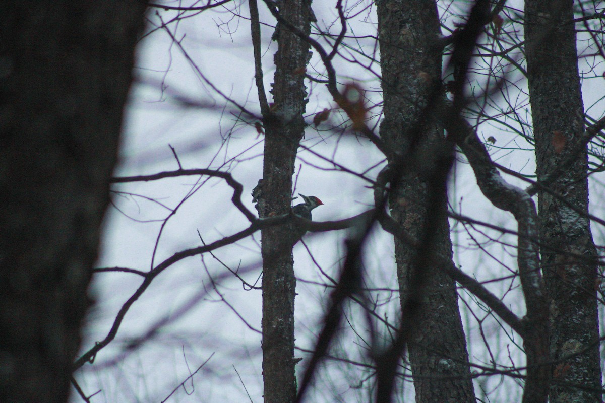datel chocholatý - ML646865762
