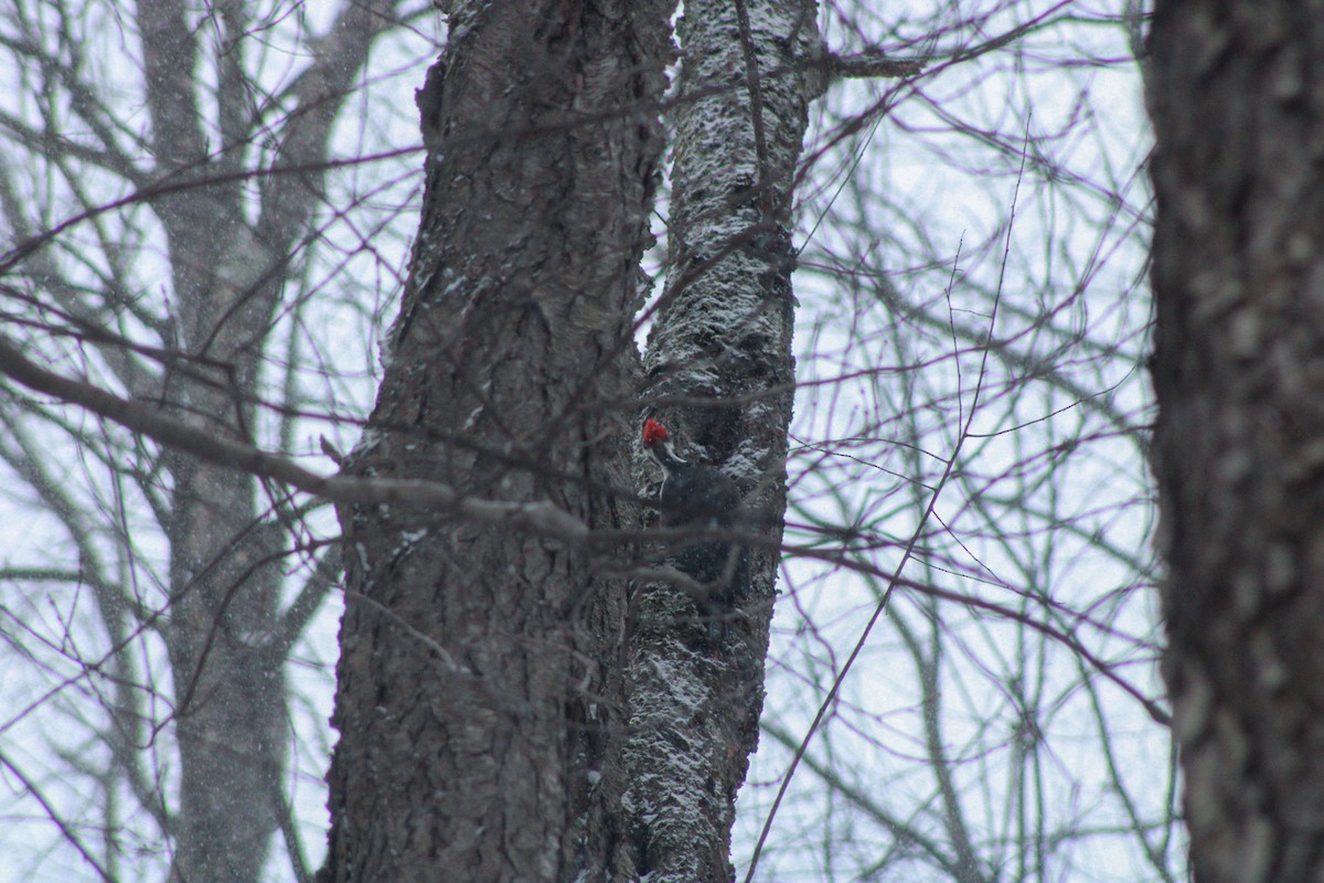 datel chocholatý - ML646865763