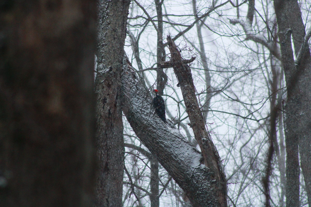 datel chocholatý - ML646865764