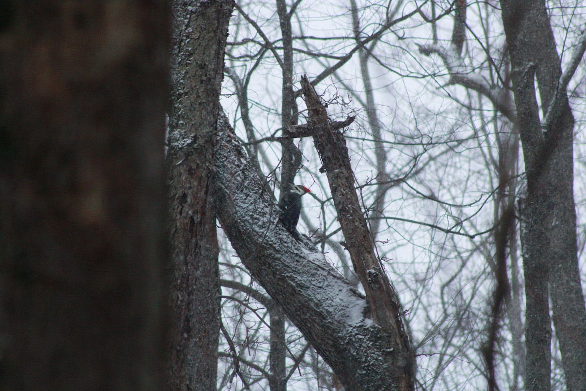 datel chocholatý - ML646865765