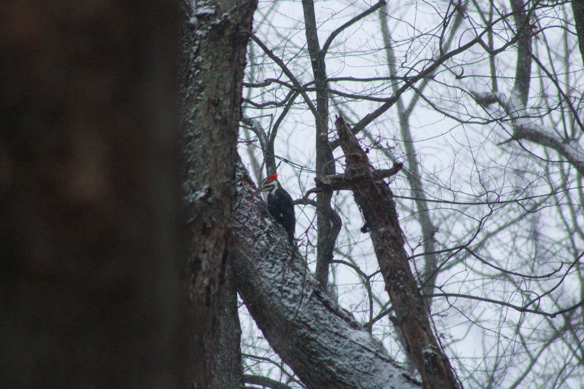 datel chocholatý - ML646865766