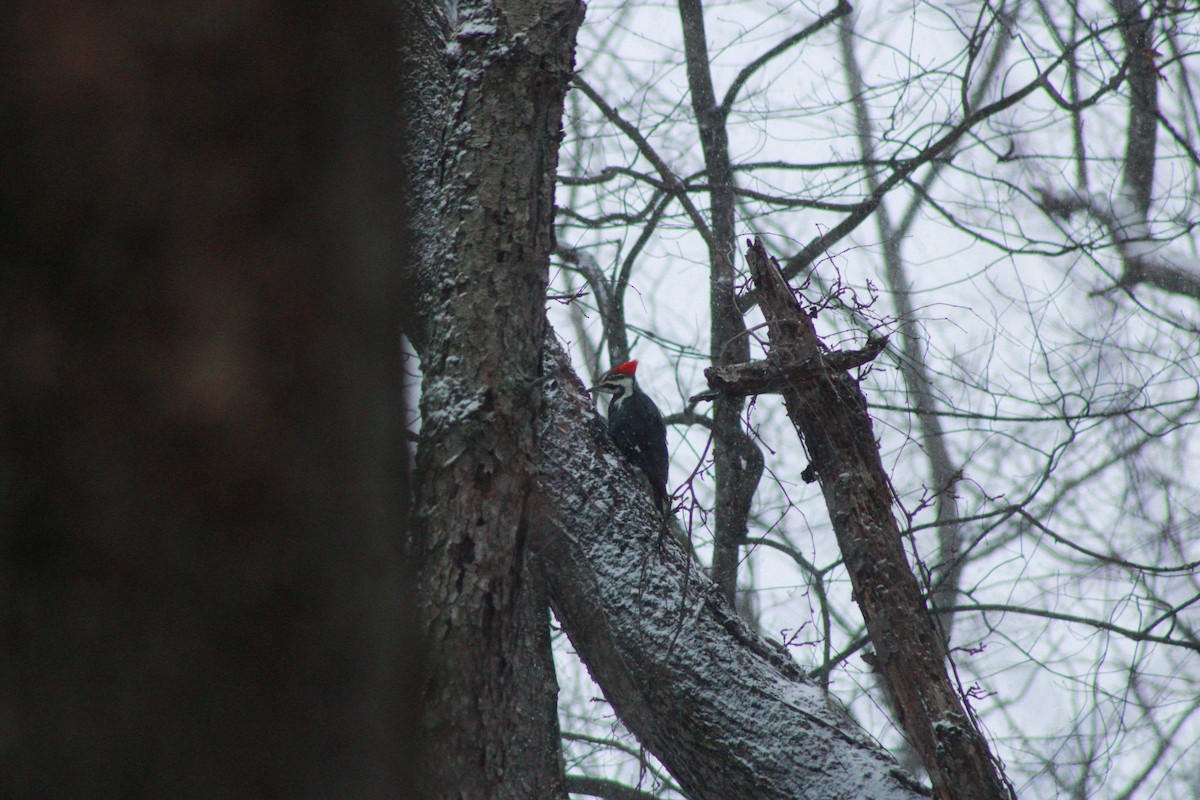 datel chocholatý - ML646865767