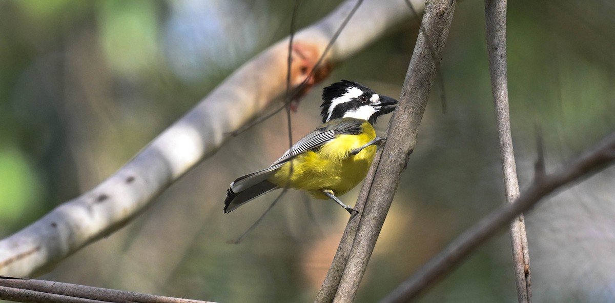 Eastern Shrike-tit - ML646865768