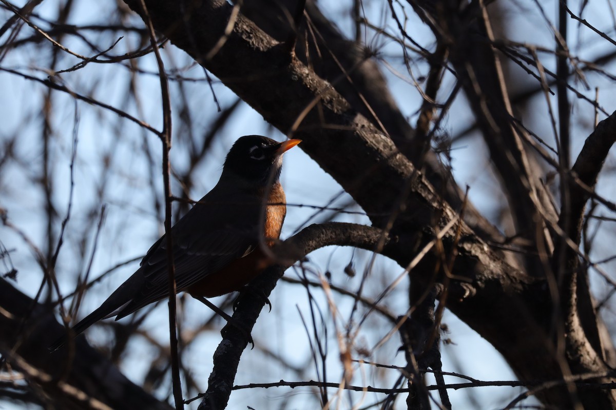 American Robin - ML646865775