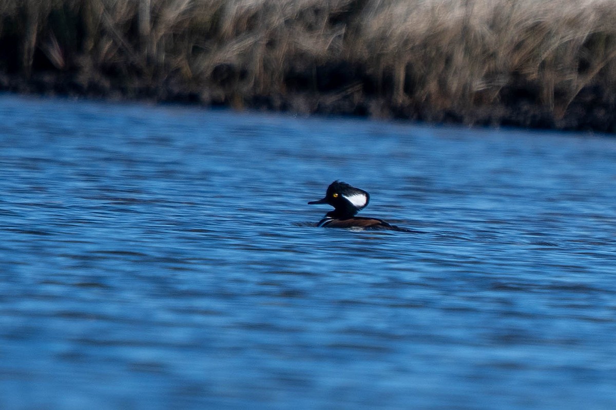 hjelmfiskand - ML646865779