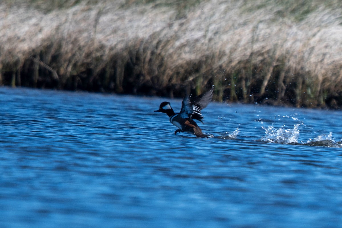 hjelmfiskand - ML646865780