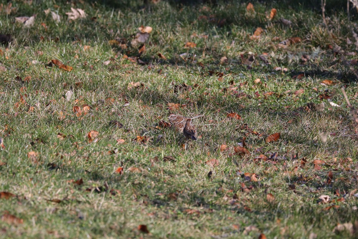 American Tree Sparrow - ML646865781
