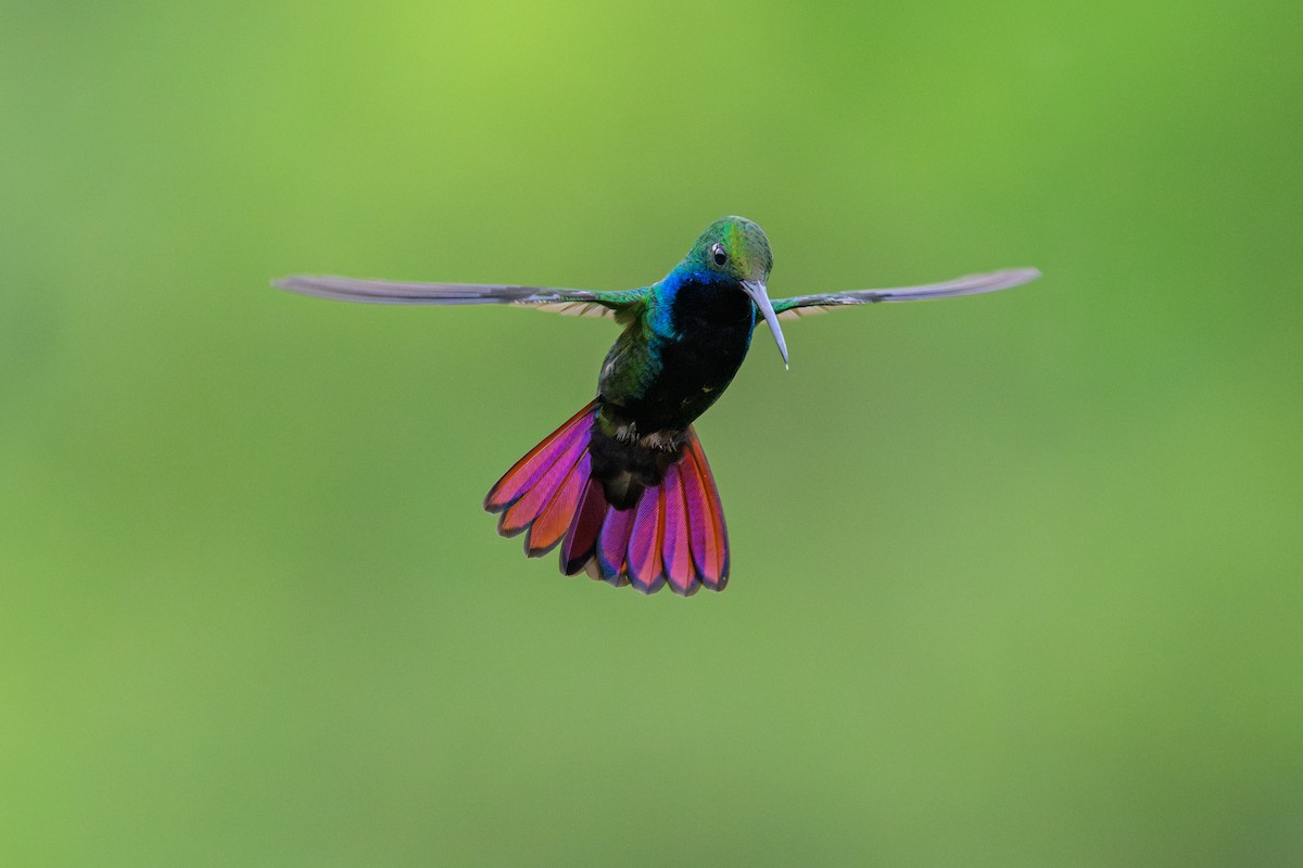 kolibřík tropický - ML646865782