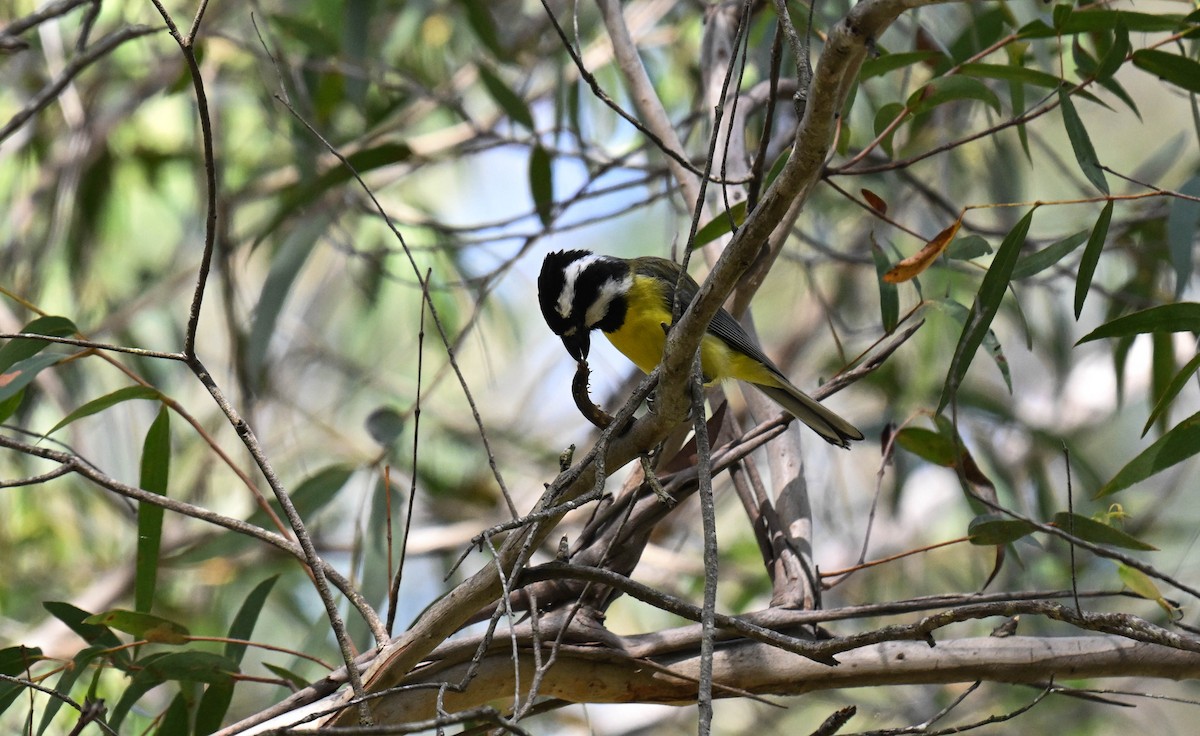Eastern Shrike-tit - ML646865783