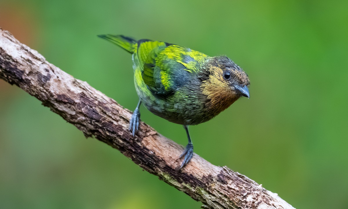 Gümüşi Tangara - ML646865784