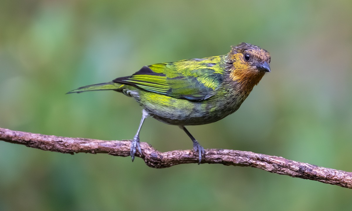 Gümüşi Tangara - ML646865785