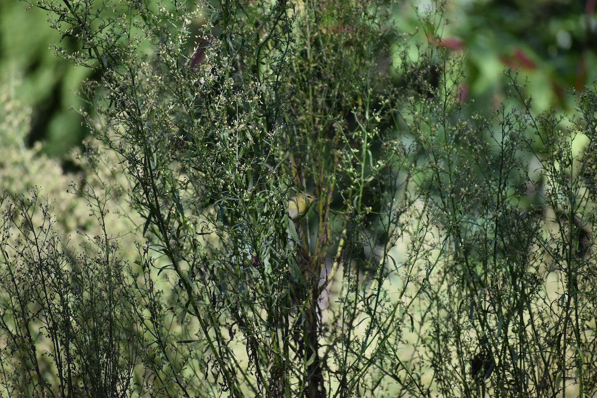 Tennessee Warbler - ML646865787