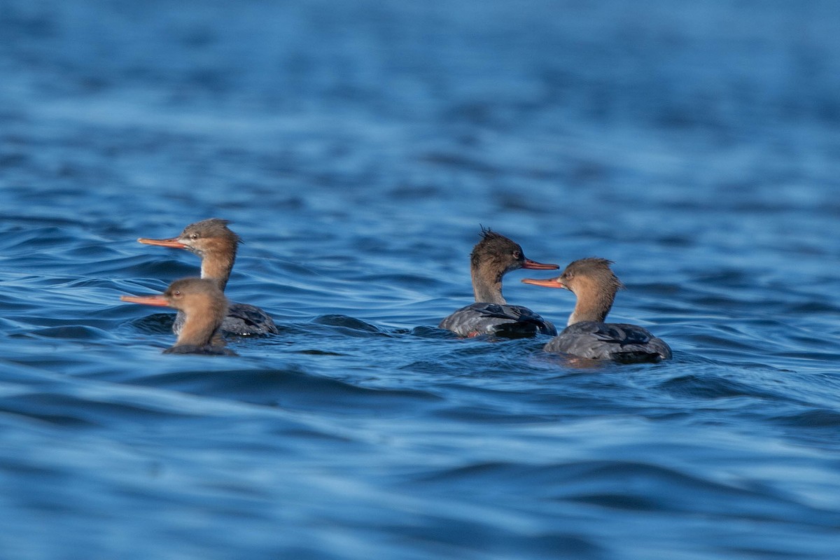 siland - ML646865788