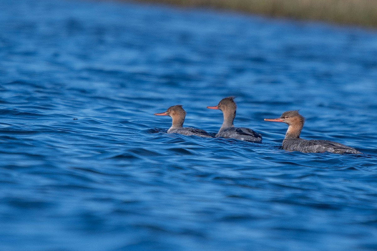 siland - ML646865789