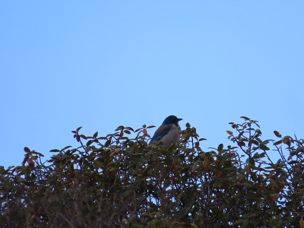 Калифорнийская сойка - ML646865790