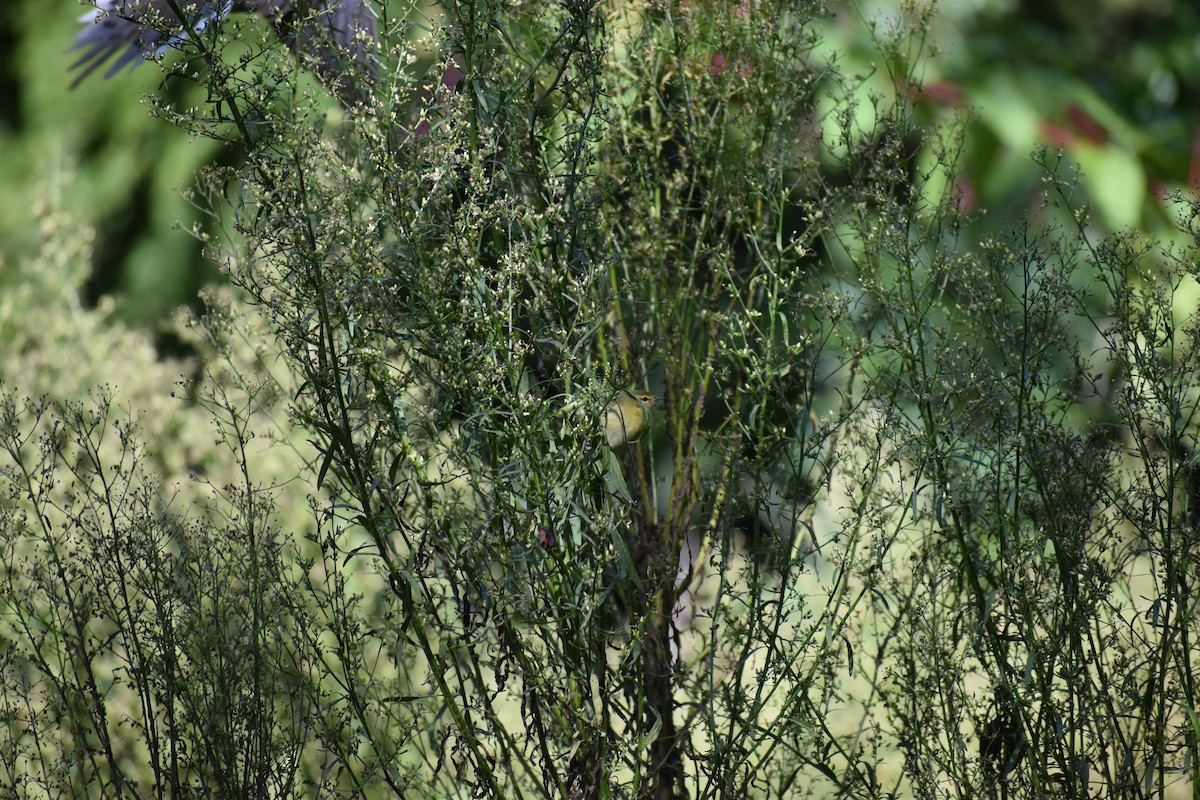 Tennessee Warbler - ML646865791