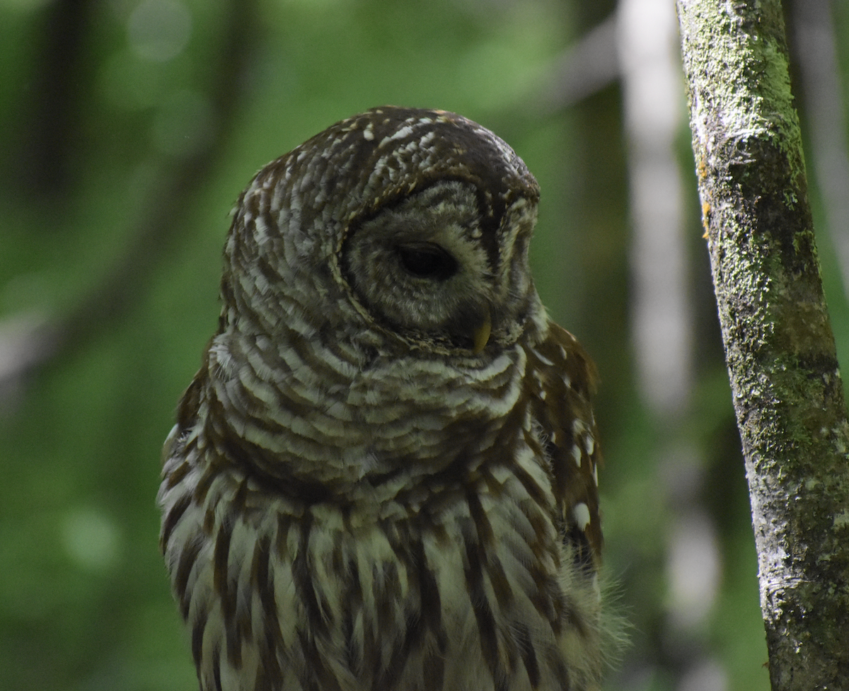 Barred Owl - ML646865792