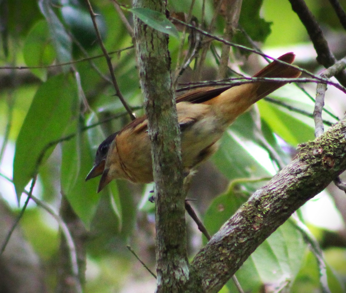 Бекард чубатий - ML646865793