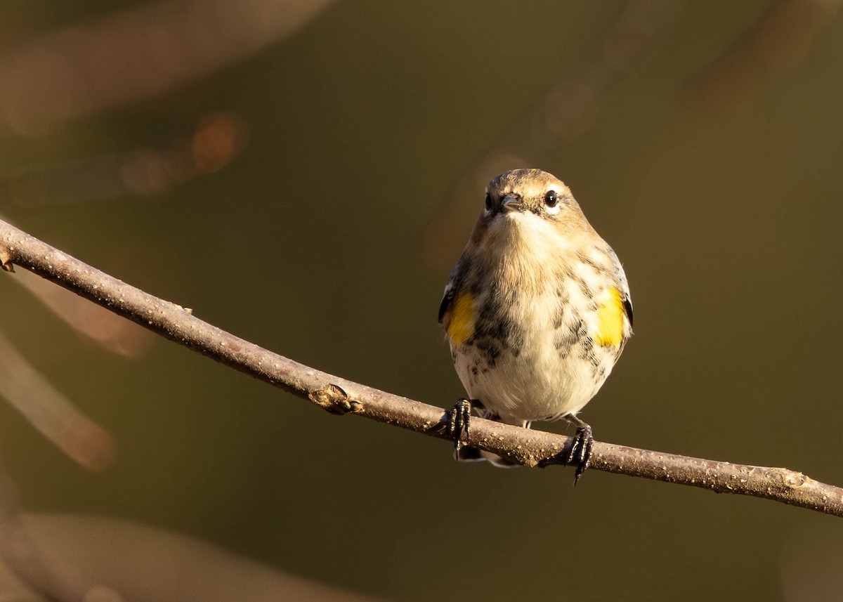Yellow-rumped Warbler - ML646865794