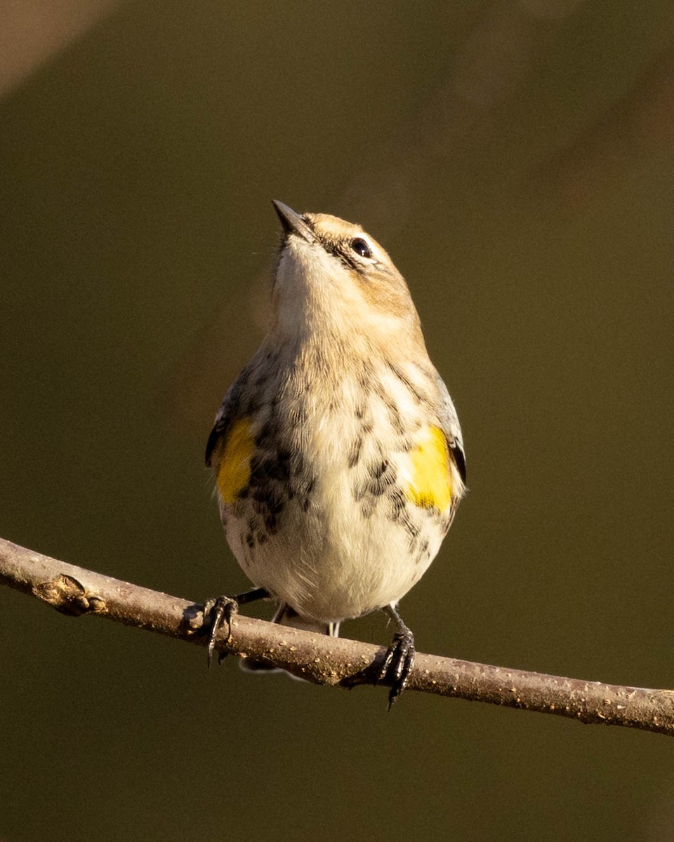 Yellow-rumped Warbler - ML646865795