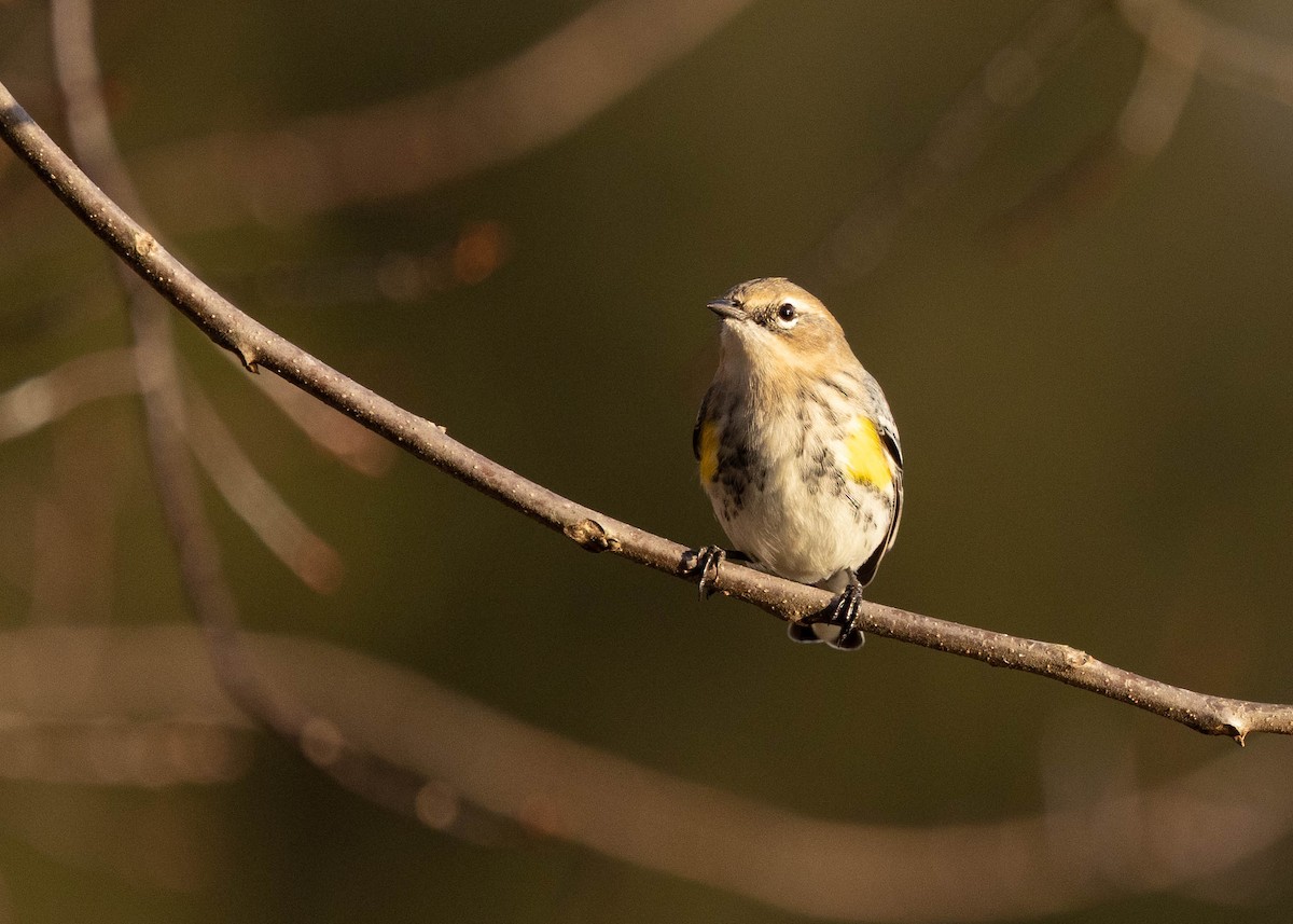Yellow-rumped Warbler - ML646865796