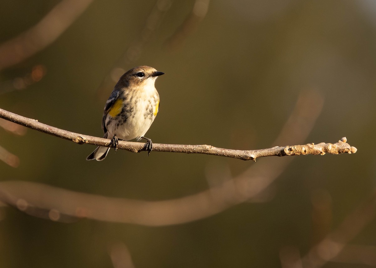 Yellow-rumped Warbler - ML646865797