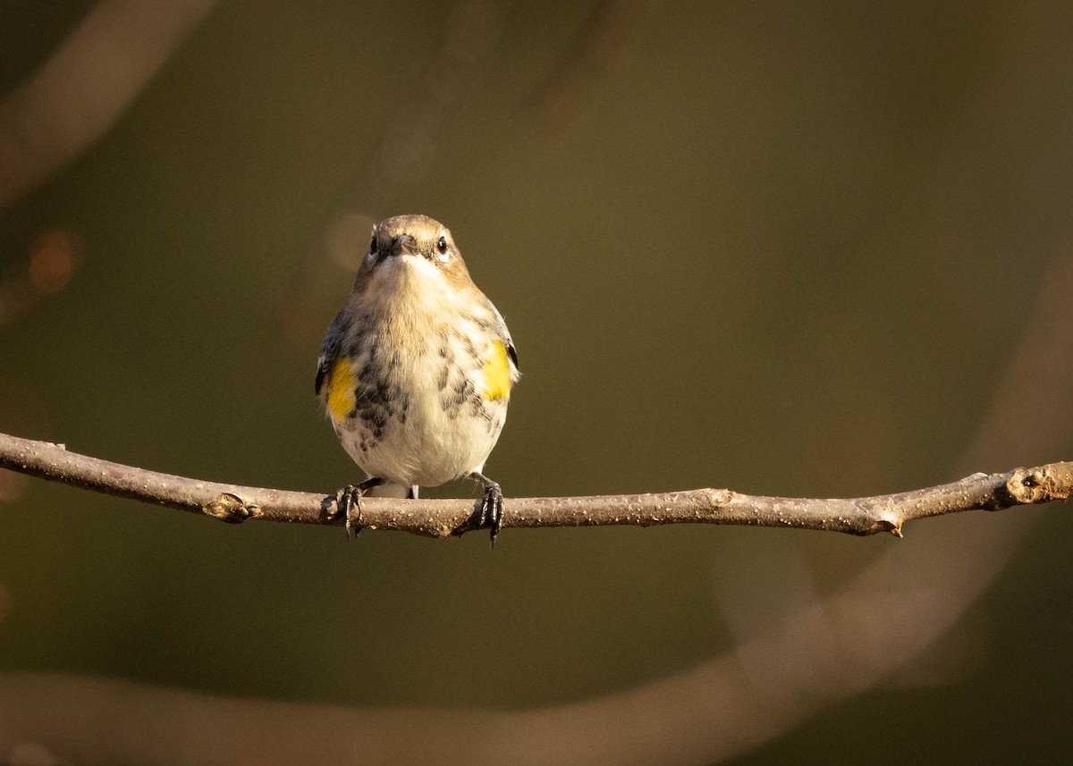 Yellow-rumped Warbler - ML646865798