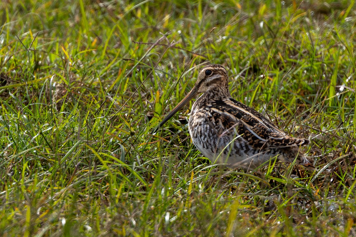 Американский бекас - ML646865800