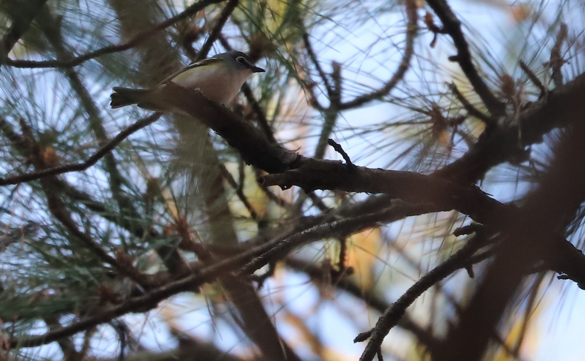 Blue-headed Vireo - ML646865802