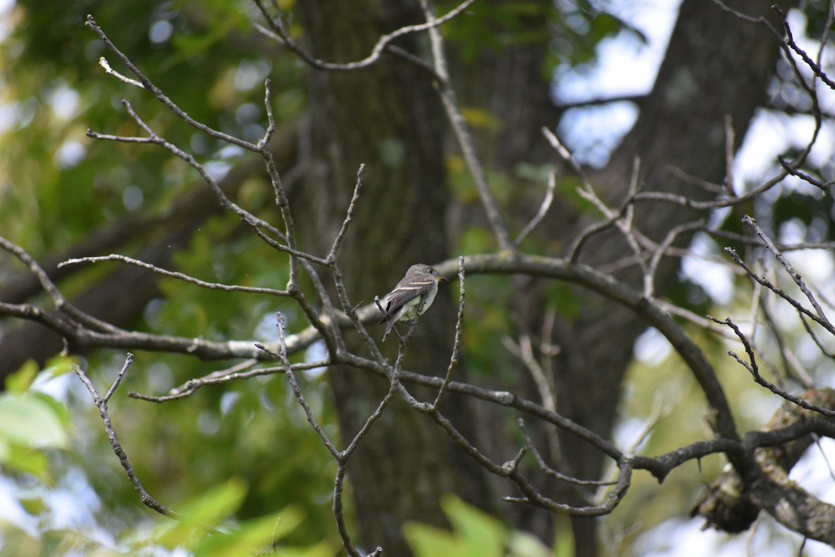 Hellbauch-Schnäppertyrann - ML646865803