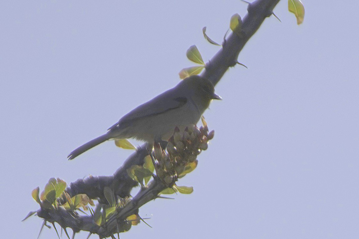 Verdin - ML646865806