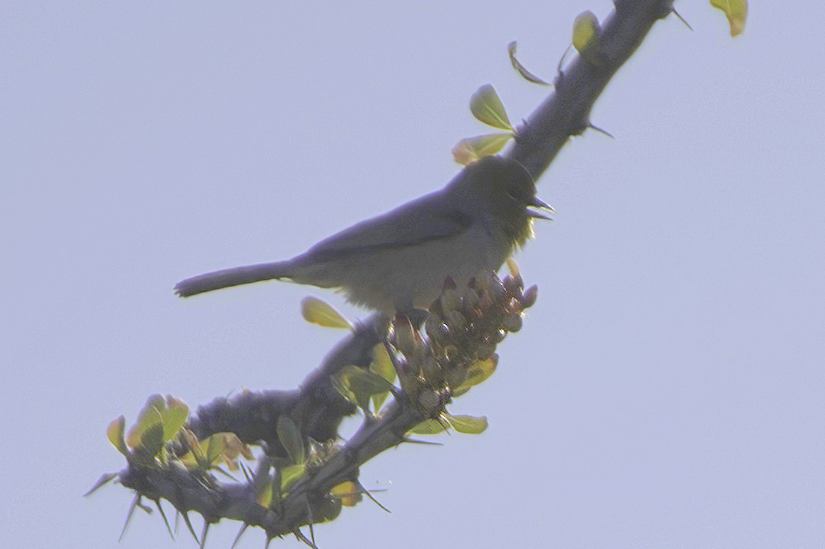 Verdin - ML646865807