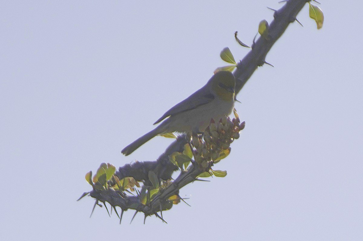 Verdin - ML646865809