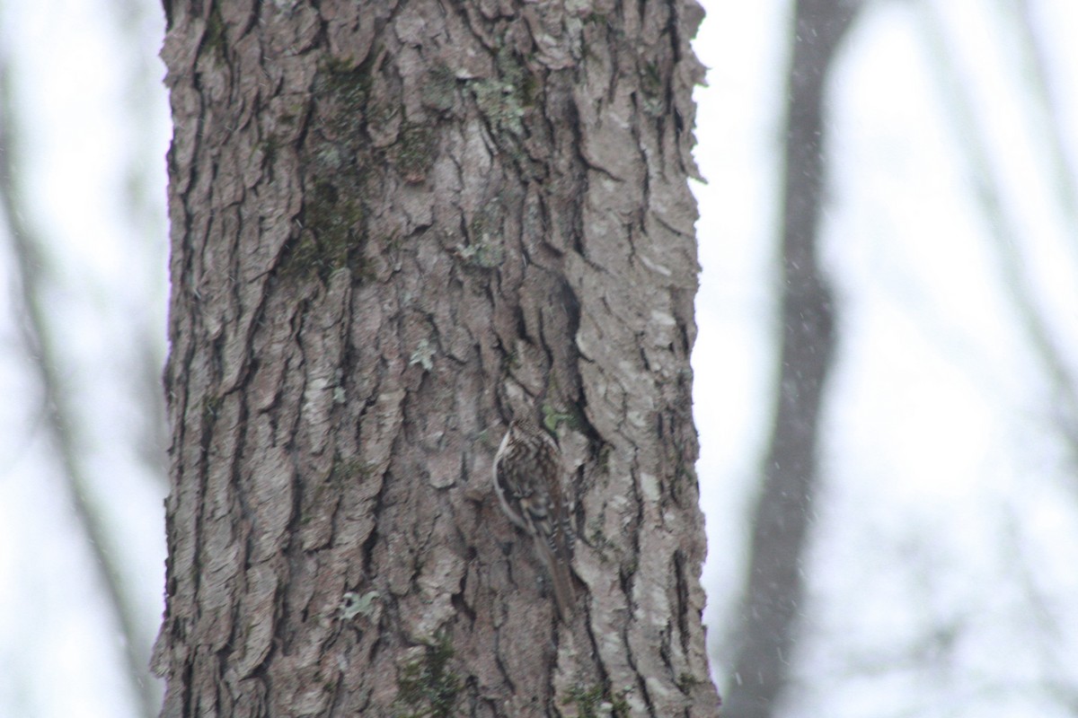 Brown Creeper - ML646865812