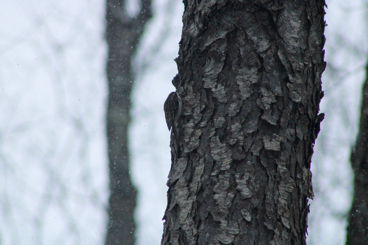 Brown Creeper - ML646865813